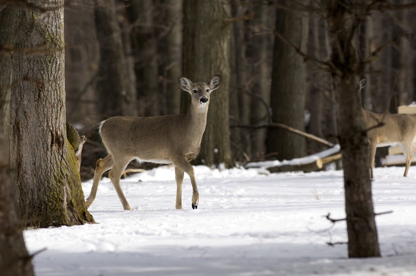 Sharpshooters plan to kill up to 100 deer in East Lansing parks beginning in January.